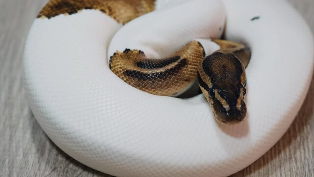 Snake that subdues its prey by constriction. close up feeding. (Exotic Pet), Texture of royal ball python's snakeskin.