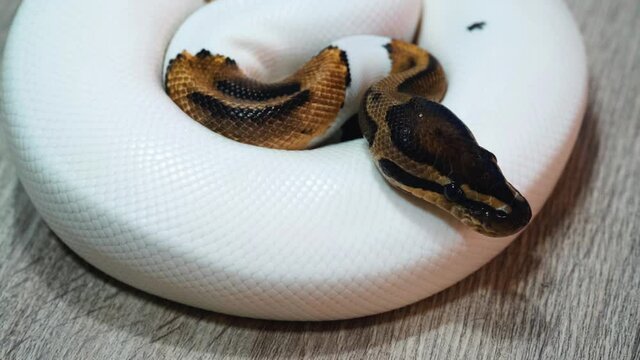 Snake that subdues its prey by constriction. close up feeding. (Exotic Pet), Texture of royal ball python's snakeskin.