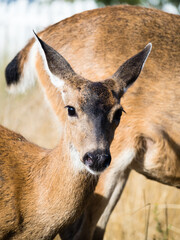 Close up shot of a young deer in a residential neighborhood of Ocean Shores, WA, USA