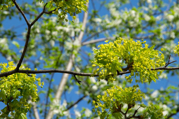 Ahorn (Acer), Zweig mit Blüten