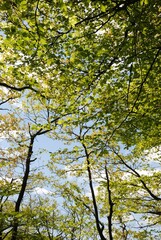 beeches in the forest in Brittany