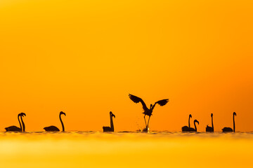 Silhouette of flamingos