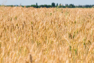 Fototapeta premium golden wheat field in summer