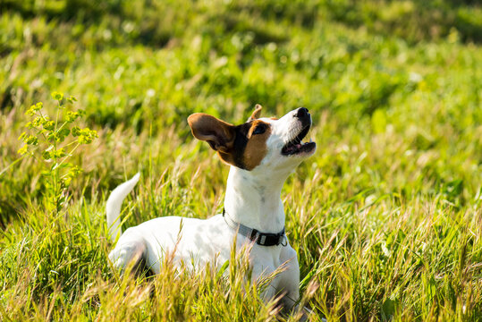 Perro bodeguero andaluz, en el campo
