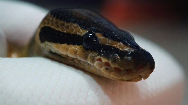Snake that subdues its prey by constriction. close up feeding. (Exotic Pet), Texture of royal ball python's snakeskin.