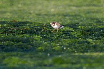 Common ringed plover