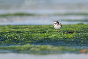 Common ringed plover