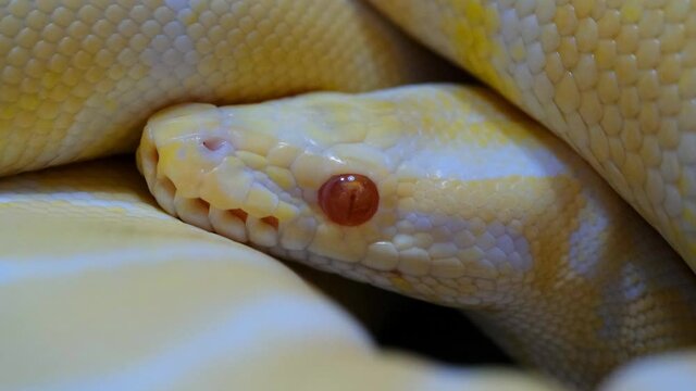 Snake that subdues its prey by constriction. close up feeding. (Exotic Pet), Texture of royal ball python's snakeskin.