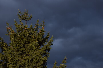 Obraz premium trees, dark clouds and sun 5