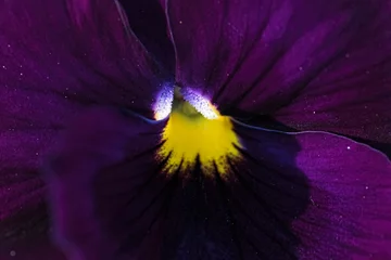 Tuinposter Close up of a purple pansy flower © Luis G. Vergara