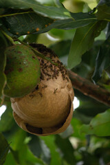 Avocado tree with hive the bee or wasp