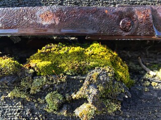 flowers trees ice road water