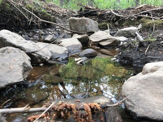 stream in the forest