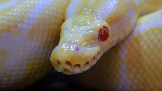 Snake that subdues its prey by constriction. close up feeding. (Exotic Pet), Texture of royal ball python's snakeskin.