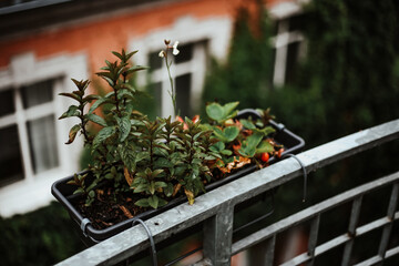 Erdbeerpflanze auf Balkon
