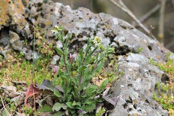 White flowers of Buglossoides arvensis on rocks in the spring forest