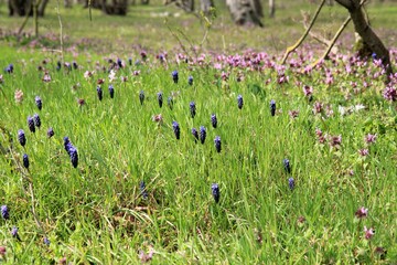 Hyacintho Muscari neglectum flores et caligo background a ver silva