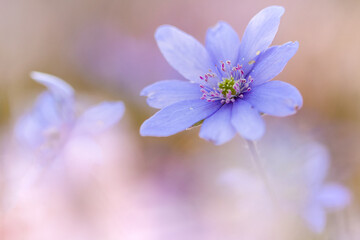 Flowers in spring.