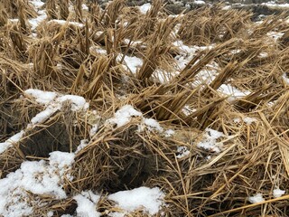 Close-up of a test field of rice in Brugg Switzerland in wintertime. Experiment with growing conditions .