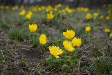 Adonis vernalis flower in Central bohemian uplands, Czech Republic. Pheasant's eye growing on 
sheep pasture in early spring. Big yellow flowers.