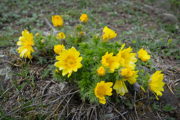 Adonis vernalis flower in Central bohemian uplands, Czech Republic. Pheasant's eye growing on 
sheep pasture in early spring. Big yellow flowers.