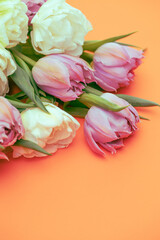Fototapeta premium tulips on an orange background