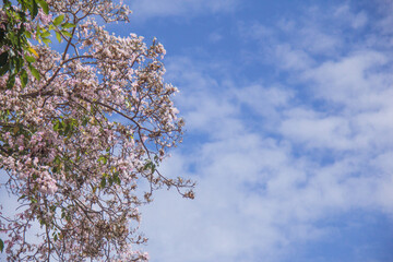 Pink Tecoma tree (called as pink trumpet tree) with blooming flowers on blue sky 