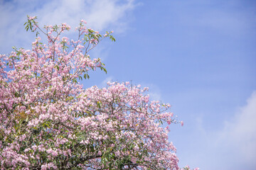 Pink Tecoma tree (called as pink trumpet tree) with blooming flowers on blue sky 