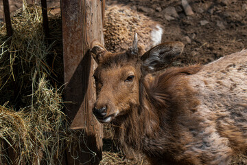 Fototapeta premium Mountain goat in Zion National Park