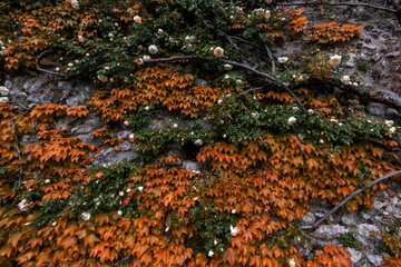 Wild grape and wild roses on a rock wall