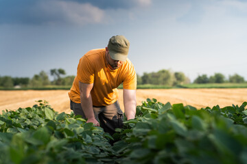 Young farmer in soybean fields