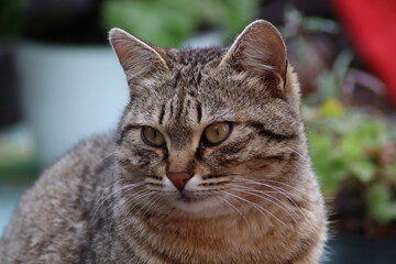 Obraz premium portrait of a cat