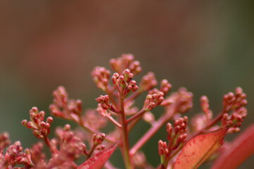 close up of a flower