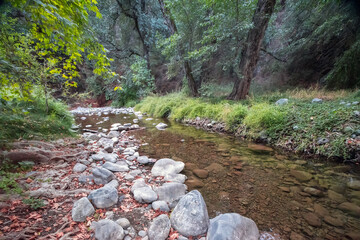 Forest creek. Small river flowing through woods in Paphos forest, Cyprus