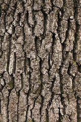 Abstract imahe of tree bark texture