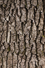 Abstract background of a tree bark texture