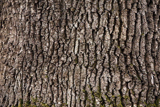 Abstract imahe of tree bark texture