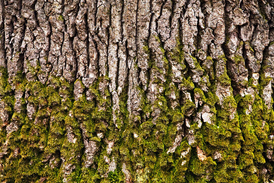 Abstract imahe of tree bark texture