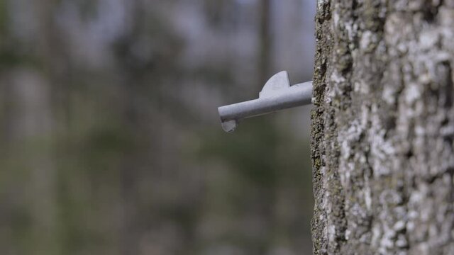 Maple Sap Drip