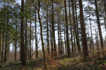 Canaston Woods woodland walk in Pembrokeshire, Wales