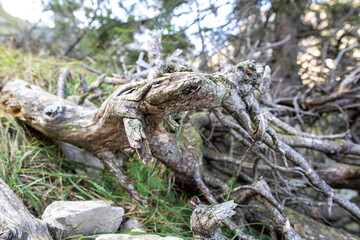 travel germany and bavaria, old root from a dead tree besides a hiking path, Bavaria, Germany