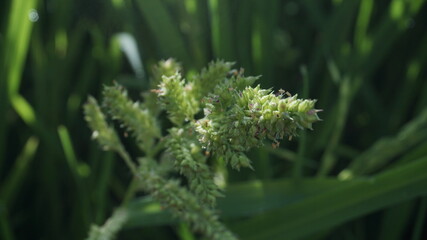 Nuisance grass in rice plants