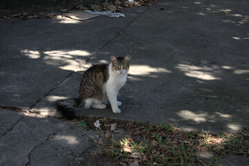 Street cat