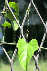 A natureza d&aacute; um jeito