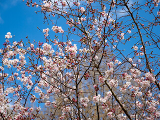 blooming cherry on the background of the sky
