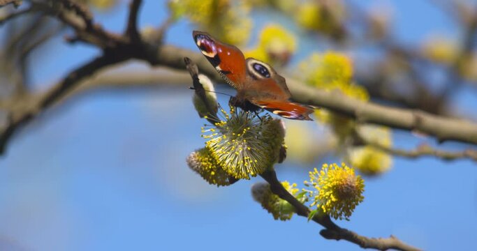 Peacock butterfly beautiful wing pattern Pussy Willow tree flower pollination