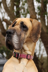 Portrait eines Hundes Auf der Halbinsel Howth im Osten Irlands