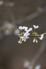 cherry blossom in spring