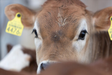 close up of a calf © Benjamin