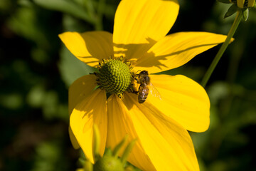 Yellow flowers with honey bees in The Netherlands